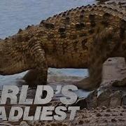 Croc Attack
