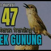 Tembakan Ak47 Burung Ciblek Gunung