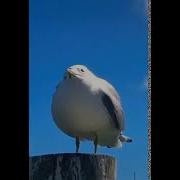 Чайка Кричать