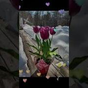 Счастье Когда В Душе Весна