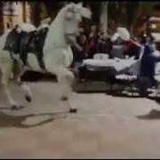 Песня Из Видео Танцуещая Лошадь