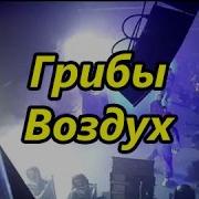 Грибы Воздух Концерт