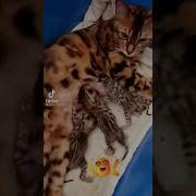 Не Жирно Тебе