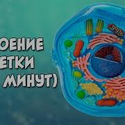 Биология 5 Класс 10 Параграф Клетка Основная Единица Живого Организма