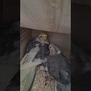 Ничто Не Заменит Улыбку И Голос Родного Дитя