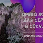 Омоложение Оздоровление Исцеление Сердца И Сосудов Настрой