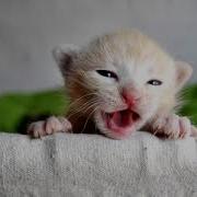 Пишят Котята
