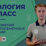 Вегетативное Размножение Покрытосеменных Растений