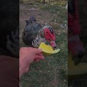 Жрёшь Жру