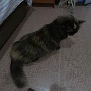 Кошка Зовет Кота В Брачный Период