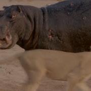 Hippo