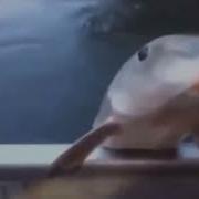 Помурчи Мне В Дискордике