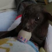 Bat Babat