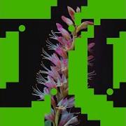 Better O Be New Roy Rosenfeld Extended Remix Budakid Rromarin