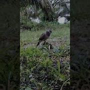 Suara Terukur Mp3