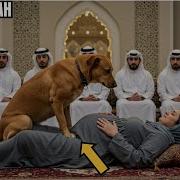 Orang Sama Anjing