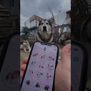 Пойдём Гулять На Собачем