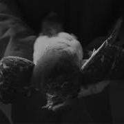 Amenra
