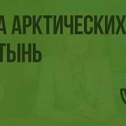 Зона Арктических Пустынь Стр 52