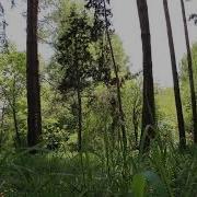 Ветер Шум Деревьев Пение Птиц