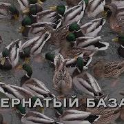 Утинный Базар