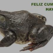 Haya Animals Animales Happy Birthday