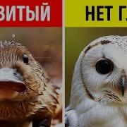 Факты О Животных