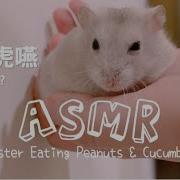 中文音声Vore