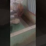 Ngintip Pacaran