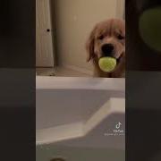 Weee Wooo Tik Tok
