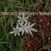 Мен Бул Бул Мен Гулман