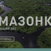 Стой Лес Это Наш Дом