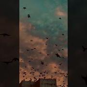 Telefon Zəngi Üçün Super Musiqi