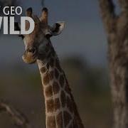 More Giraffes