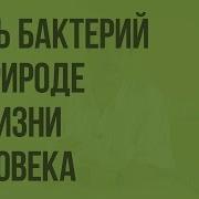 Биология 5 Класс Роль Бактерий В Природе И Жизни Человека