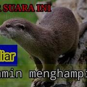 Suara Hewan Berang Berang