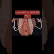 سكس قذف المني على المهبل حقيقي