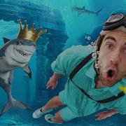 Danny Shark