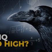 That S One Crow