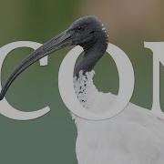 Ibis