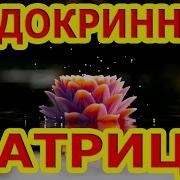 Мощная Матрица Гаряев По Эндокринной