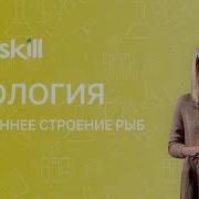 Внутреннее Строение Рыб Биология 7 Класс