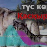 Карышкыр Тушкорсо Эмне Болот