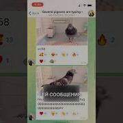 Голубь Прикол