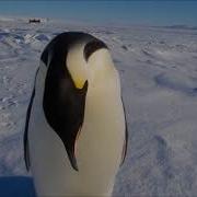 Pinguin Sound