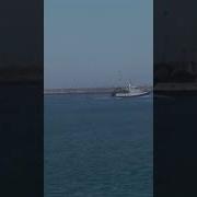 Чайки Порт Гудок