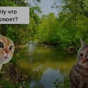 Коты Спорят Мем