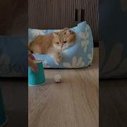 Hosico Cat