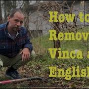 Vine Removal