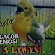 Suara Burung Cipeuw